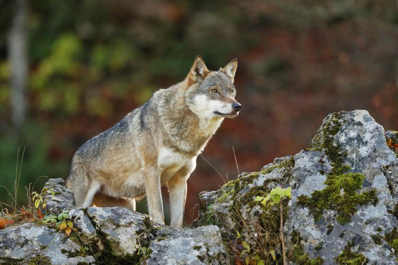Loup (Canis lupus) - © Heinrich Wettstein